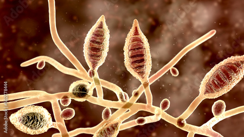 Microscopic fungi Microsporum canis, 3D illustration