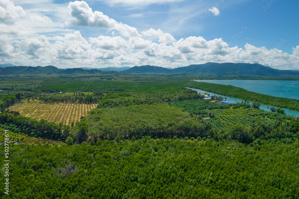 Aerial of fresh green palm plantation farm forest shot in the spring with a drone from the air on blue sky