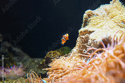 Canvastavla Close-up clownfish around coral underwater in aquarium