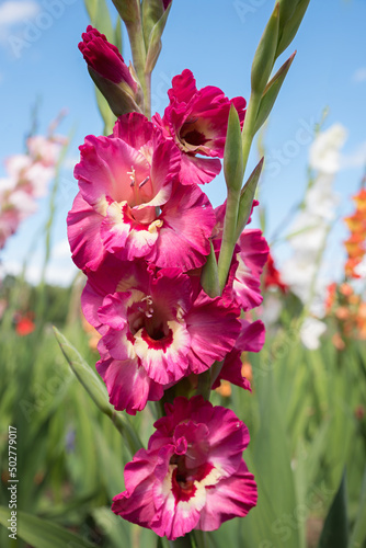 Obraz na plátně gladiolus flower tricolor