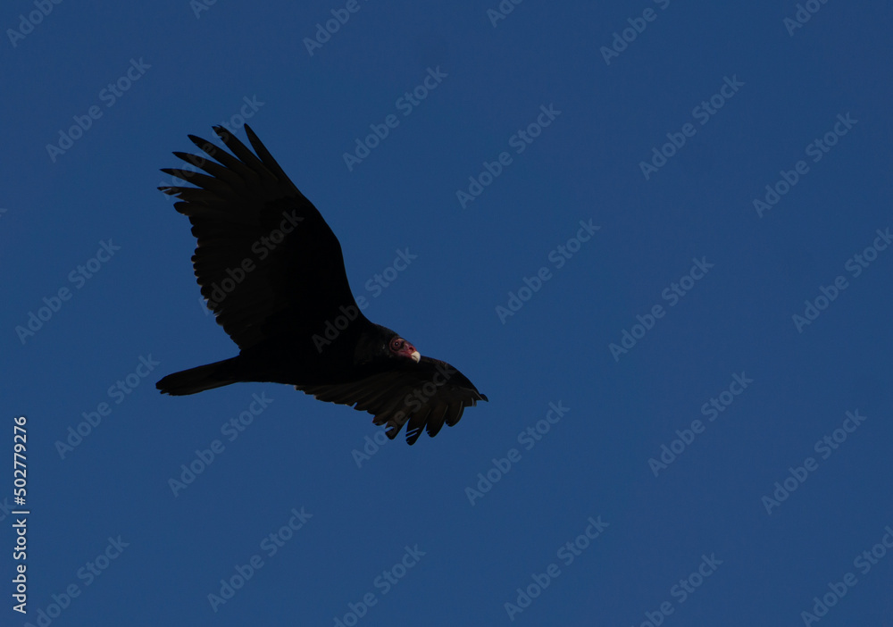 vulture in flight vulture in flight