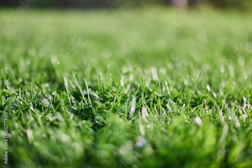 Fresh leaves of young green lawn grass close-up, clover and micro clover sprouts for landscape design and garden landscaping. Ecology and caring for nature as a way of life