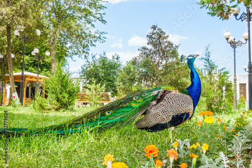 Male peacock walking in the park and staring at the sides. Shot in the former emir's palace Sitorai Mohi Xosa, Bukhara, Uzbekistan photo
