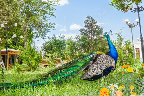 Male peacock walks around the garden and stares at the sides. Shot in the former emir's palace Sitorai Mohi Hosa, Bukhara, Uzbekistan photo