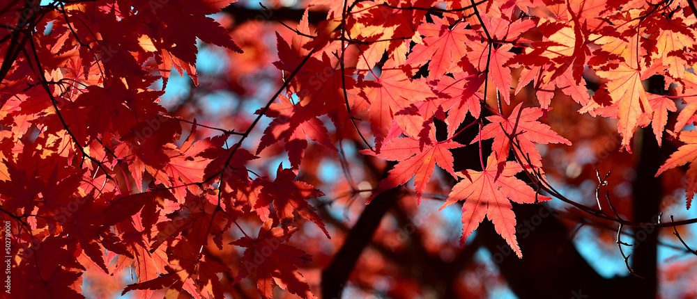 Panorama Scenic beautiful red maple leaf in the Autumn season.