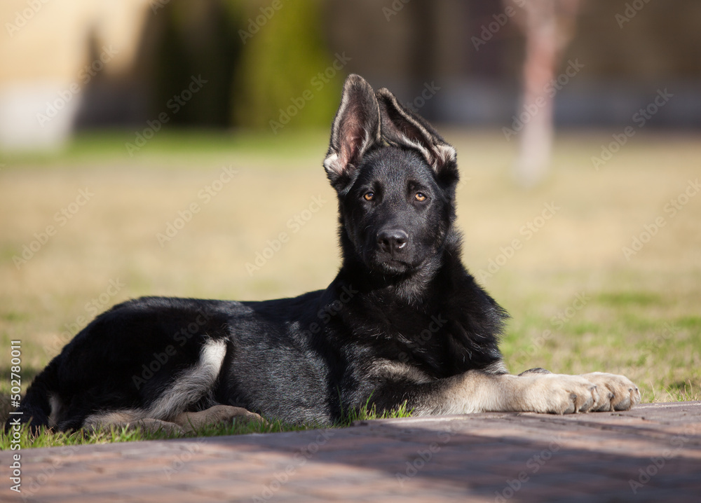 Little shepherd puppy future protector Little shepherd puppy future protector