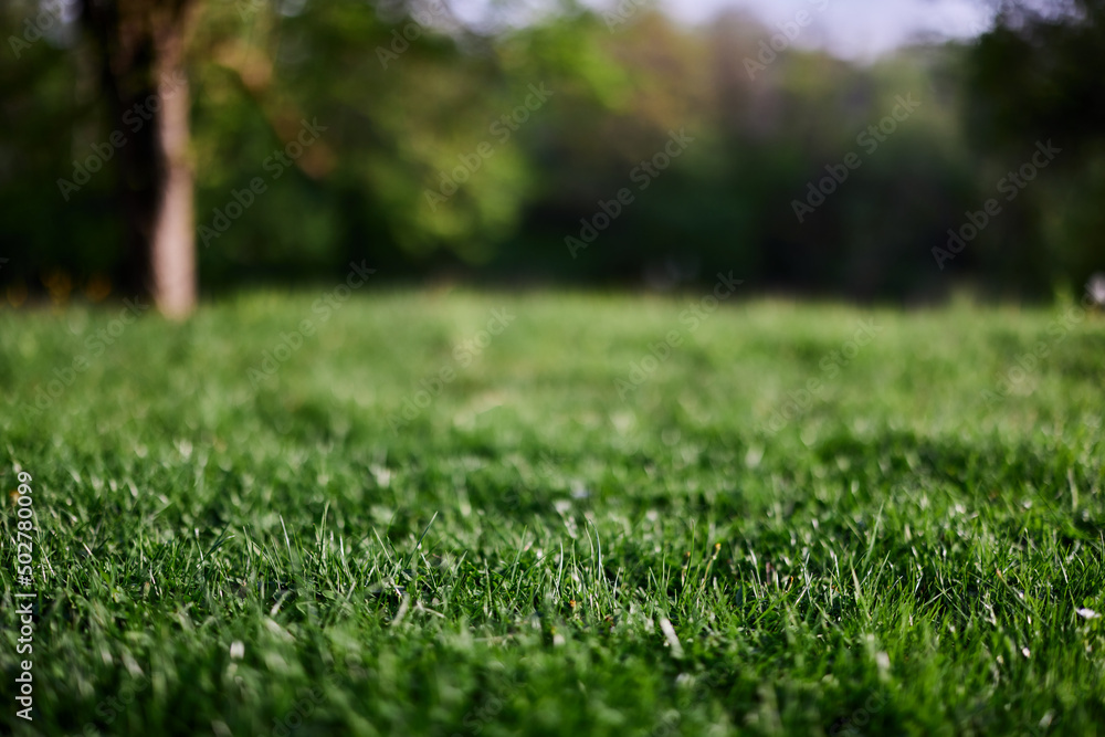 Fresh green grass in an alpine meadow in sunlight Fresh green grass in an alpine meadow in sunlight