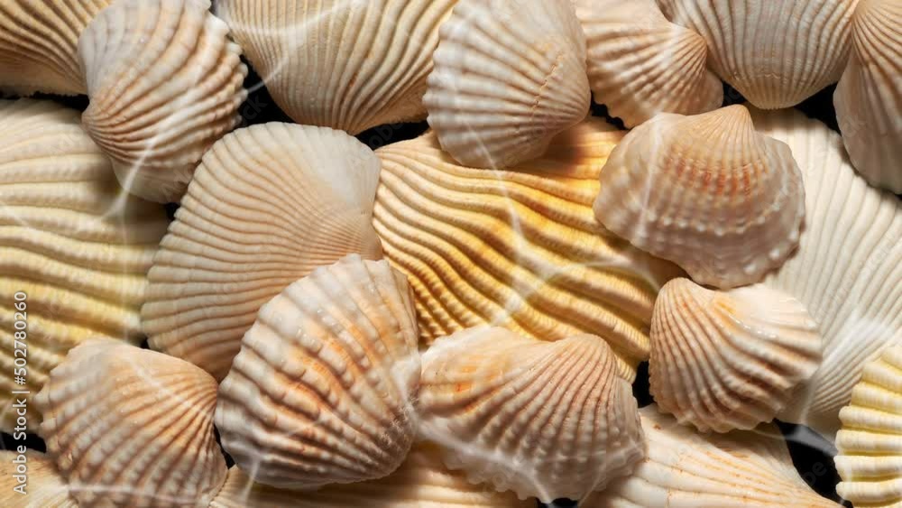Slow movement water waves above the seashells texture. Fluid abstract ripples background video. 3840x2160 4K 29.97 Fps. Slow movement water waves above the seashells texture. Fluid abstract ripples background video. 3840x2160 4K 29.97 Fps.