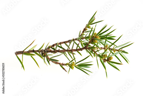 juniper twigs on a white isolated background