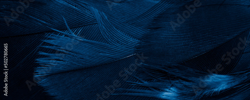 blue hawk feathers with visible detail. background or texture © Krzysztof Bubel