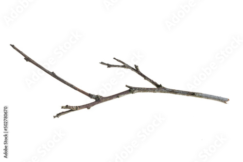 Canvas Print a withered twig on a white isolated background