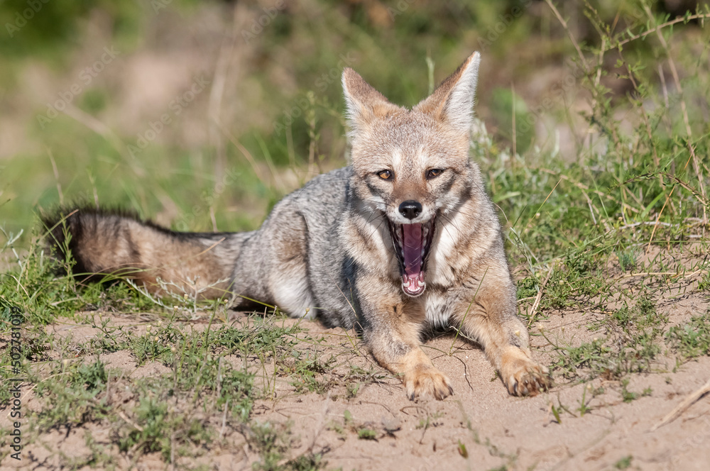 Pampas Grey fox yawning ,in Pampas grass environment, La Pampa province, Patagonia, Argentina.