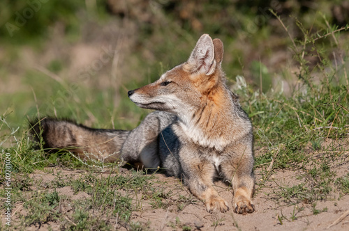 Pampas Grey fox  in Pampas grass environment  La Pampa province  Patagonia  Argentina.