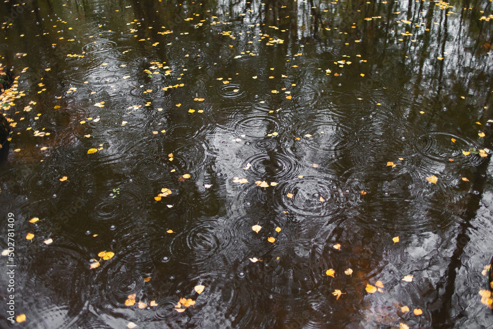 Autumn leaves in water in rain Autumn leaves in water in rain