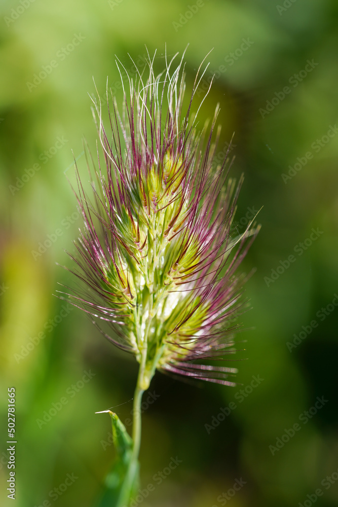 Bristly Dogtail Grass (Cynosurus echinatus) Bristly Dogtail Grass (Cynosurus echinatus)