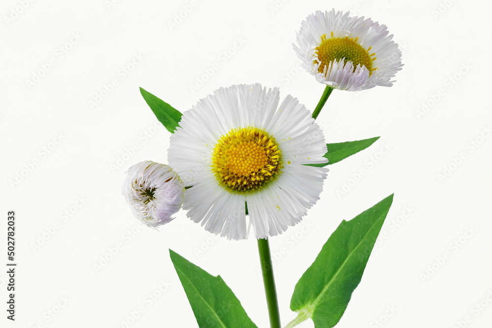 Fototapeta premium beautiful white daisy wildflower blossoms isolated on white background