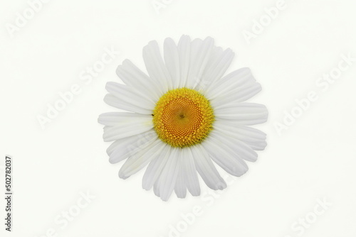 beautiful white daisy wildflower blossoms isolated on white background