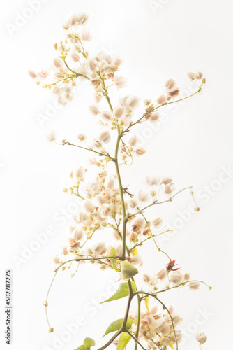 white flower isolated on white background © prwstd