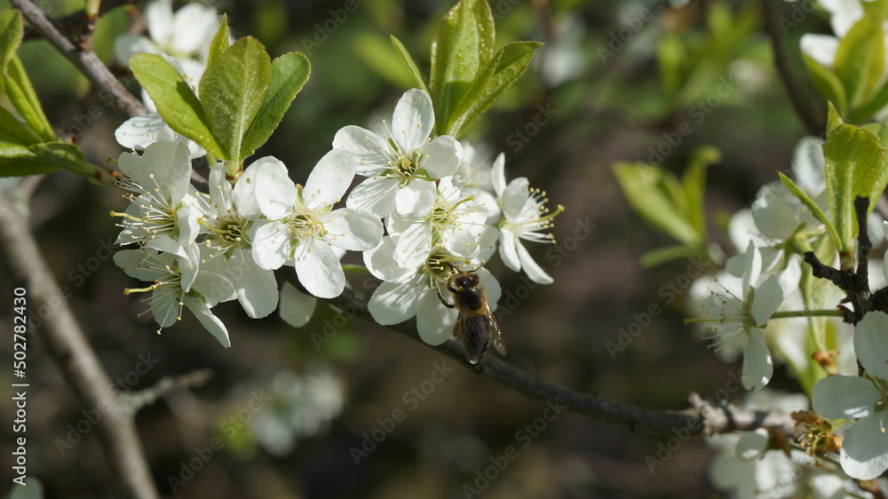 Obraz premium Cherry blossoms