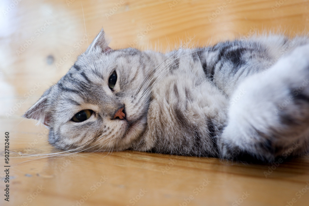 Cropped shot view of the lazy cat lay on the floor.