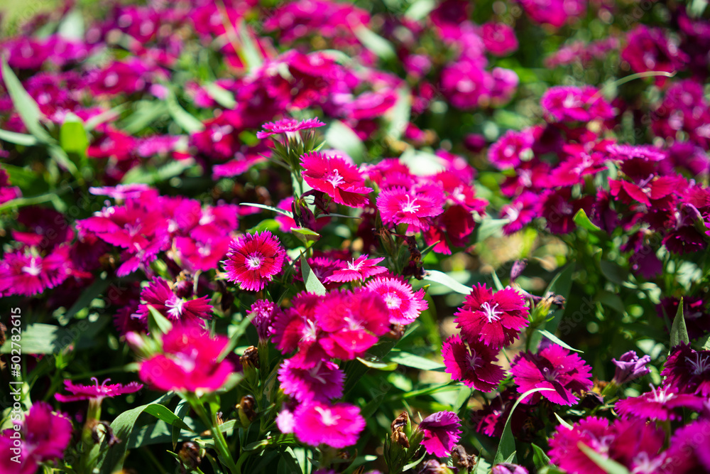 Bright flowers on a sunny day on a good day of life Bright flowers on a sunny day on a good day of life