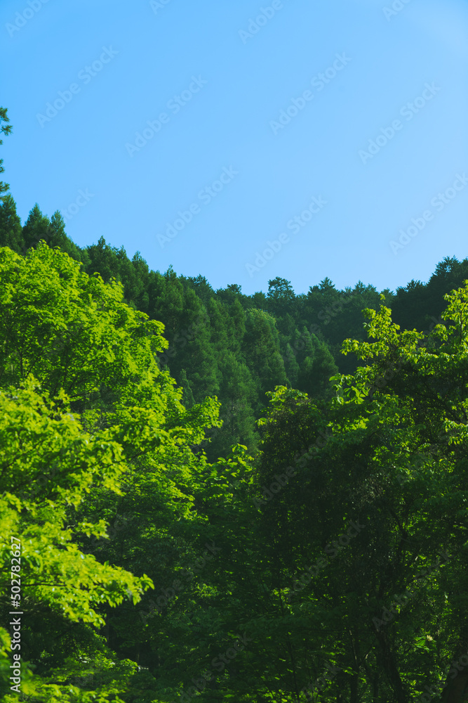 Obraz premium 山の緑