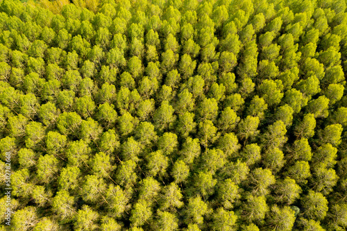 Carta da parati Des peupliers au printemps