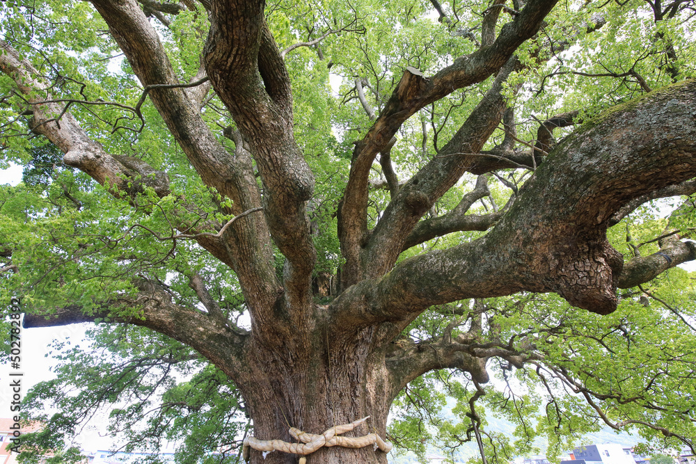 Naklejka premium 徳島県東みよし町 加茂の大クス