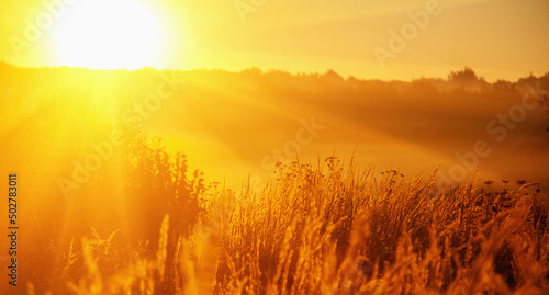 Summer landscape of morning meadows in golden sun rays.