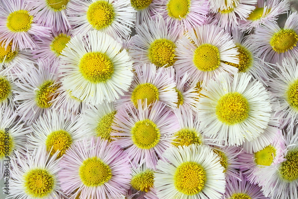 Fototapeta premium beautiful white daisy wildflower blossoms texture isolated as background