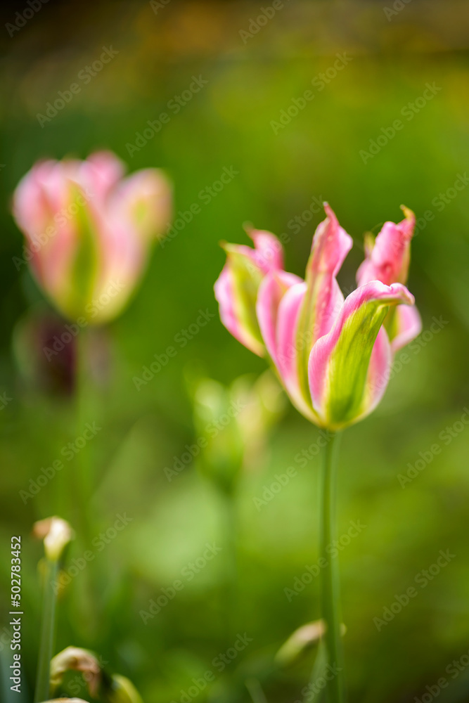 beautiful abstract background with flowers in blur dof.