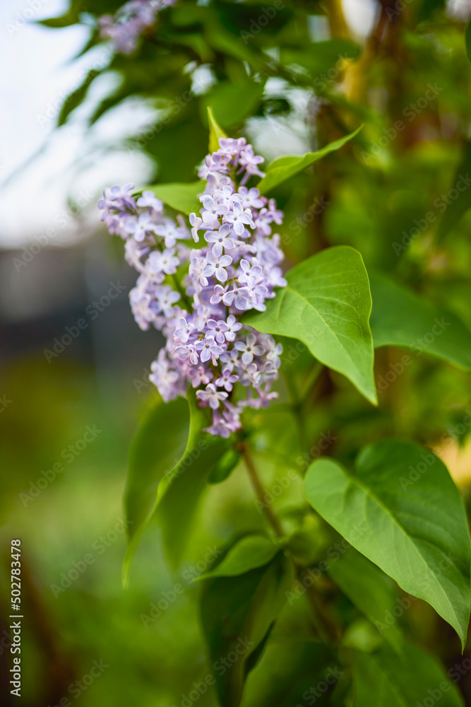 beautiful abstract background with flowers in blur dof. beautiful abstract background with flowers in blur dof.
