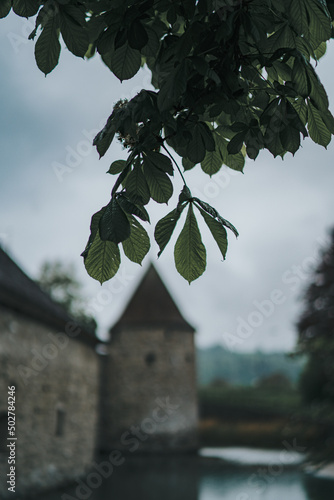 Schloss Hallwyl mit Kastanienbaum photo