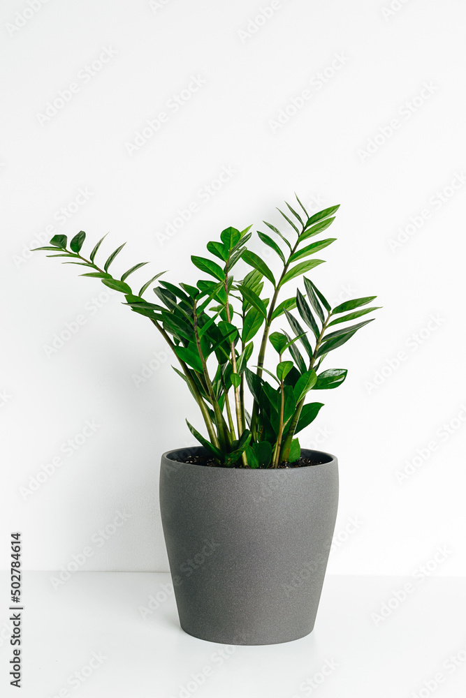 Green houseplant zamioculcas or zamiifolia in gray ceramic pot stand on white shelf at white background. Green houseplant zamioculcas or zamiifolia in gray ceramic pot stand on white shelf at white background.