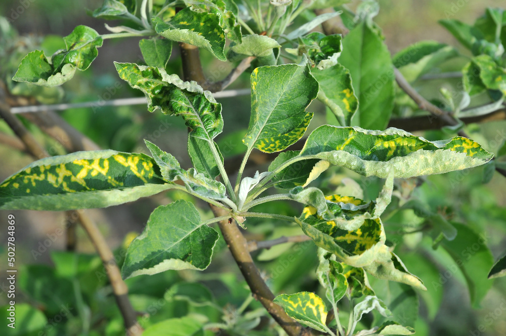 Apple rust disease on apple leaves Apple rust disease on apple leaves