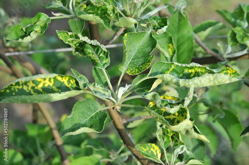 Apple rust disease on apple leaves photo