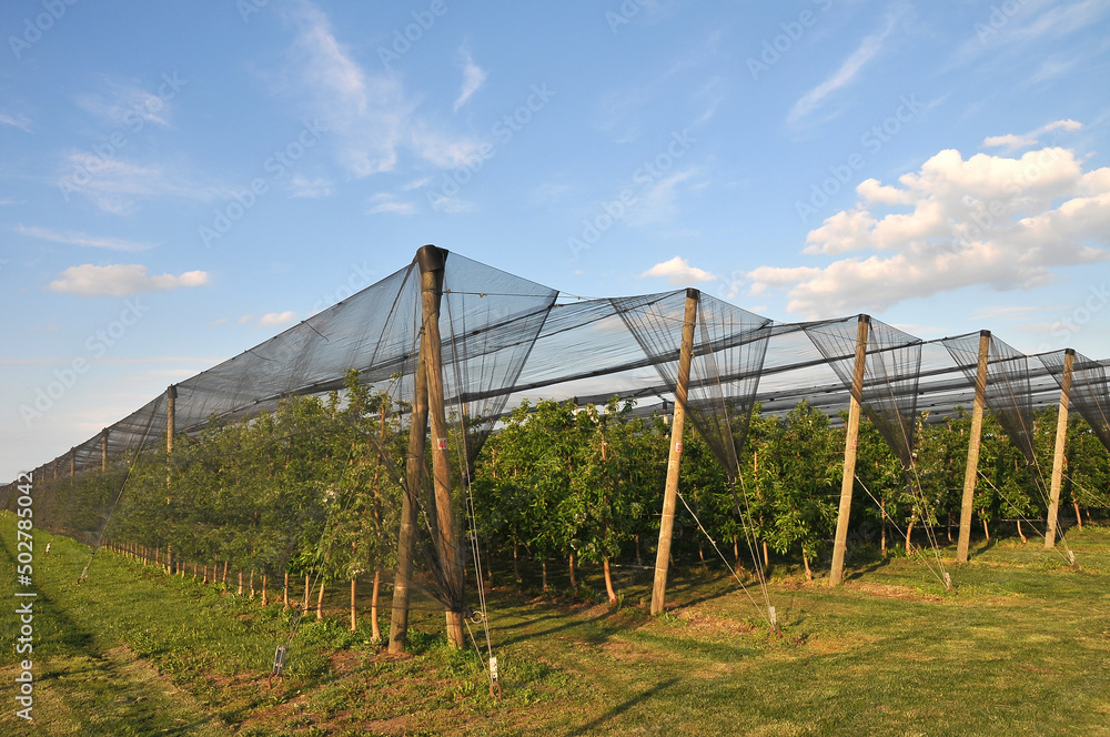 Modern apple orchard with protective nets against hail Modern apple orchard with protective nets against hail