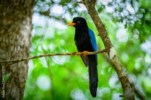 Close up of Yucatan jay (Cyanocorax yucatanicus) - young bird with yellow bill and blue mantle, perched on a branch near Campeche, Yucatan Peninsula, Mexico.