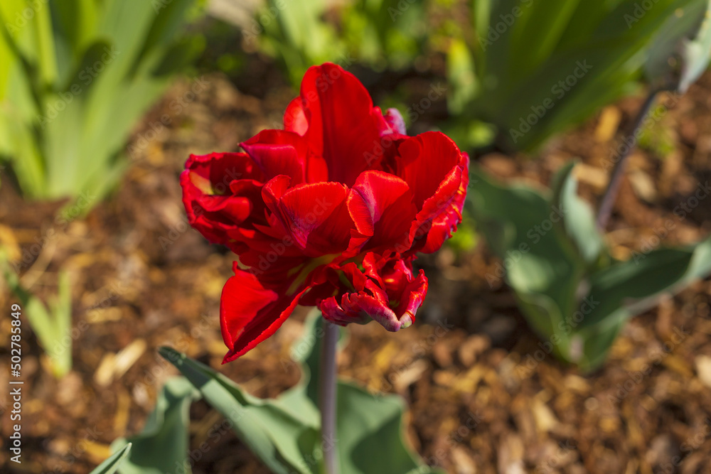 Red parrot tulip flower on flowerbed with blurred background top view