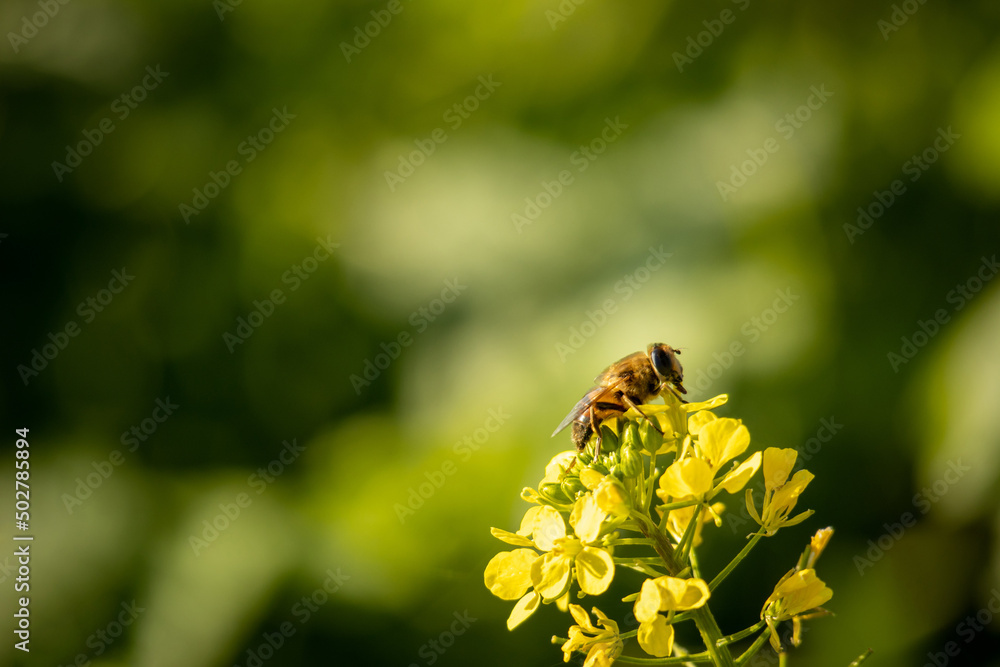 Pszczoła zbiera nektar z kwiatów rzepaku - obrazy, fototapety, plakaty 
