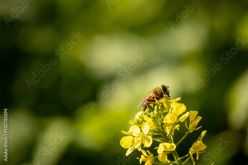 Pszczoła zbiera nektar z kwiatów rzepaku © Artur Łuczka