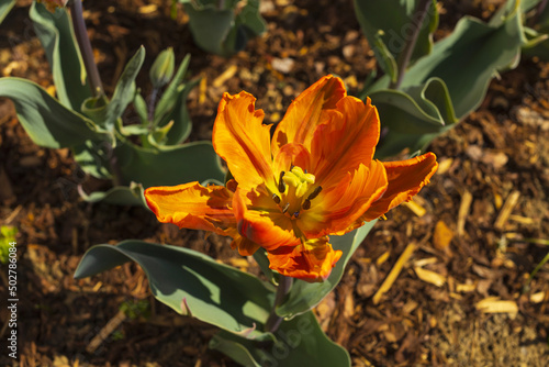 Orange parrot tulip flower on flowerbed with blurred background top view