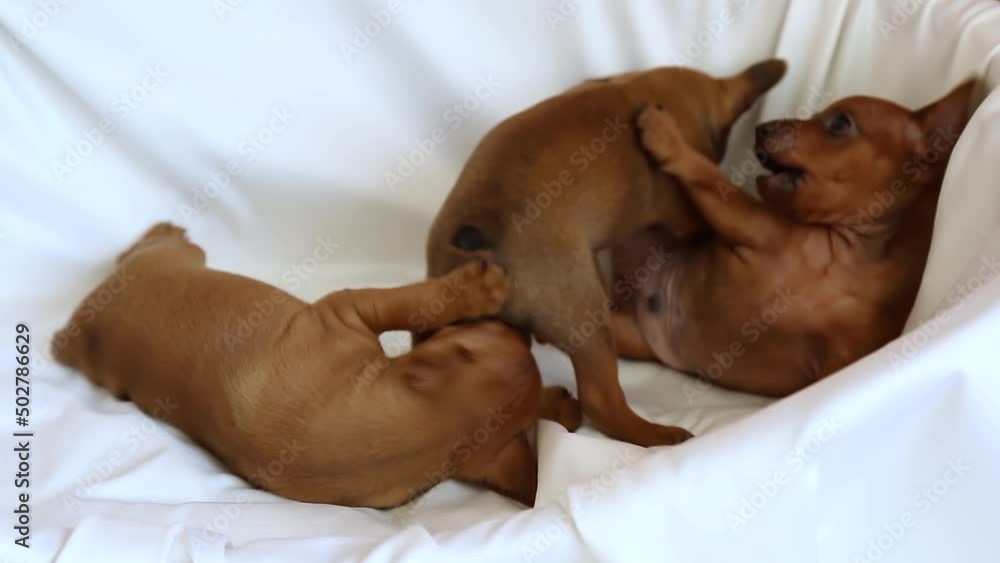 Three puppies from the same brood are playing with each other. Three puppies from the same brood are playing with each other.