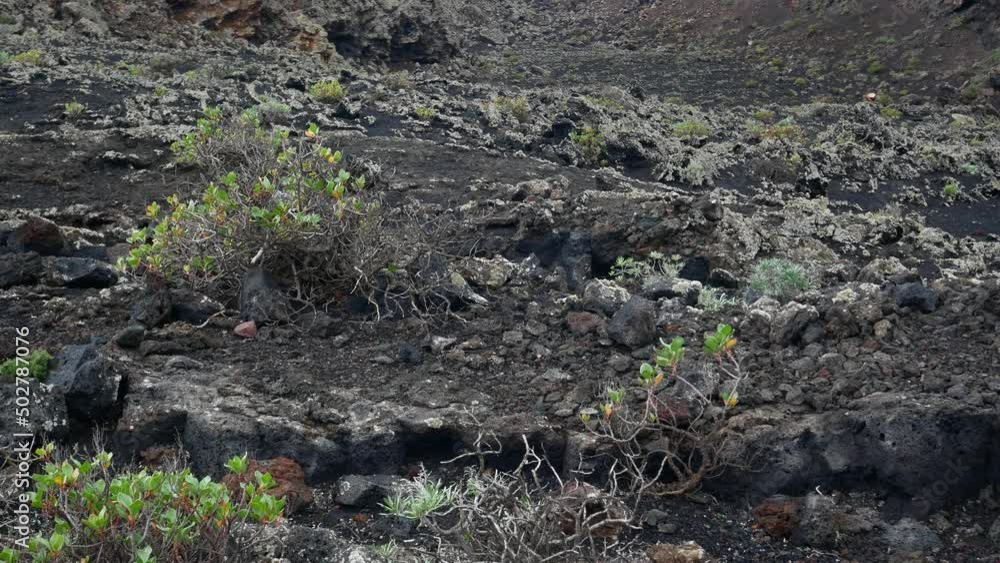 Plants struggling to get established on new black volcanic land. La Palma Plants struggling to get established on new black volcanic land. La Palma