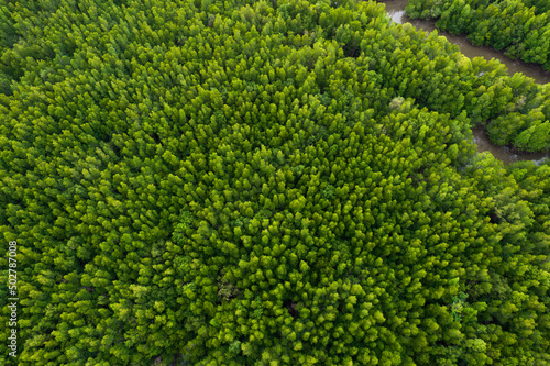 Aerial mangrove forest top view