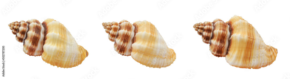 one sea shell isolated white background