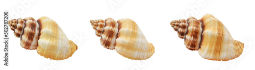 one sea shell isolated white background