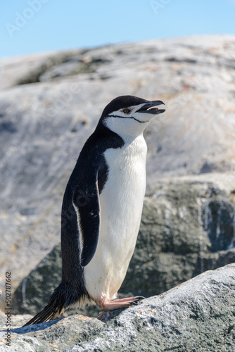 Chinstrap penguin on the beach in Antarctica close up