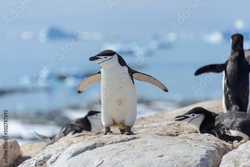 Chinstrap penguin on the beach in Antarctica