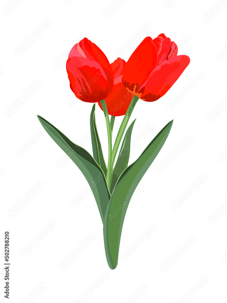 bouquet of tulips. Vector stock illustration eps10. bouquet of tulips. Vector stock illustration eps10.